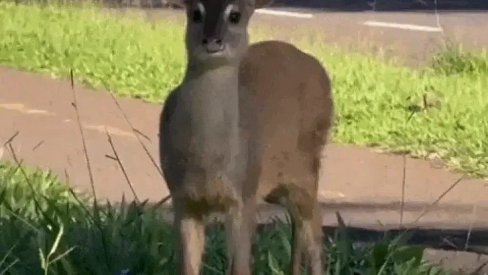 Brazil deer takes Sunday stroll, gets police escort
