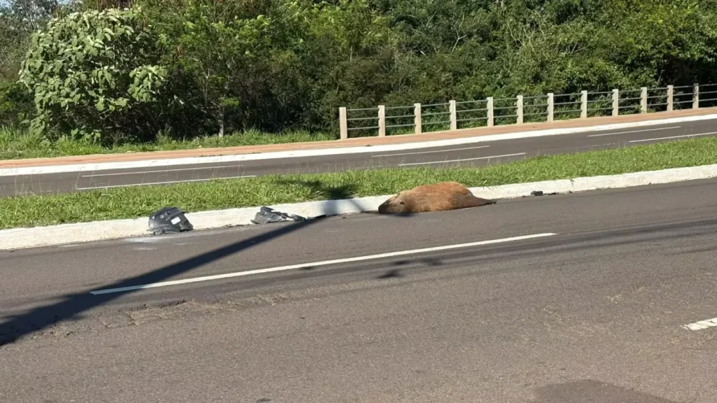 Brazil capybara killed by vehicle on major avenue