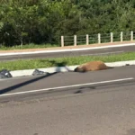 Brazil capybara killed by vehicle on major avenue