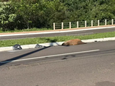 Brazil capybara killed by vehicle on major avenue