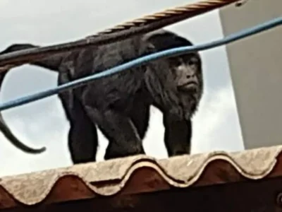 Brazil updates endangered list, keeps 3 famous animals