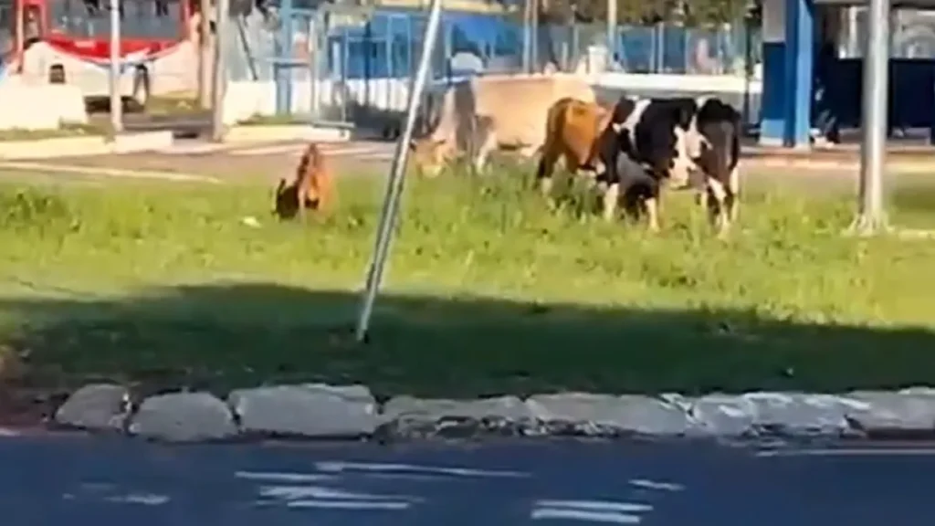 Brazil Cows and Goat Block Traffic at Guaicurus Terminal Roundabout