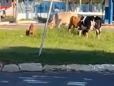 Brazil Cows and Goat Block Traffic at Guaicurus Terminal Roundabout