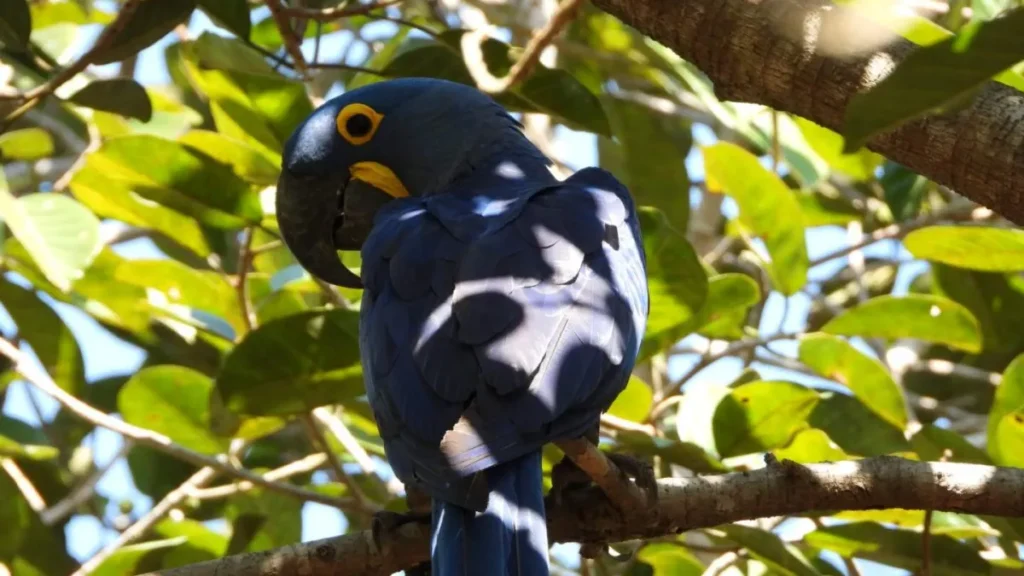Brazil Teams Leave Mato Grosso do Sul, Expanding Blue Macaw Map