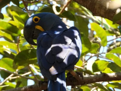 Brazil Teams Leave Mato Grosso do Sul, Expanding Blue Macaw Map
