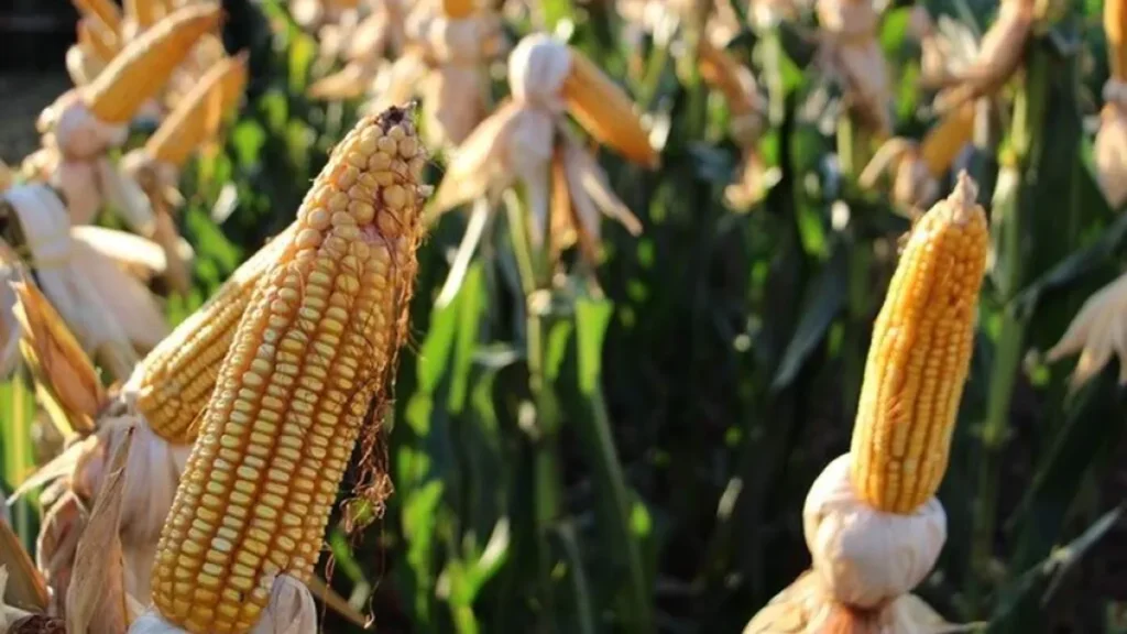 Brazil Harvests 823K Hectares of Corn, Still Lags Prior Crop