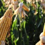 Brazil Harvests 823K Hectares of Corn, Still Lags Prior Crop