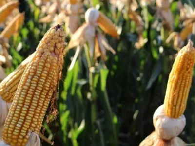 Brazil Harvests 823K Hectares of Corn, Still Lags Prior Crop