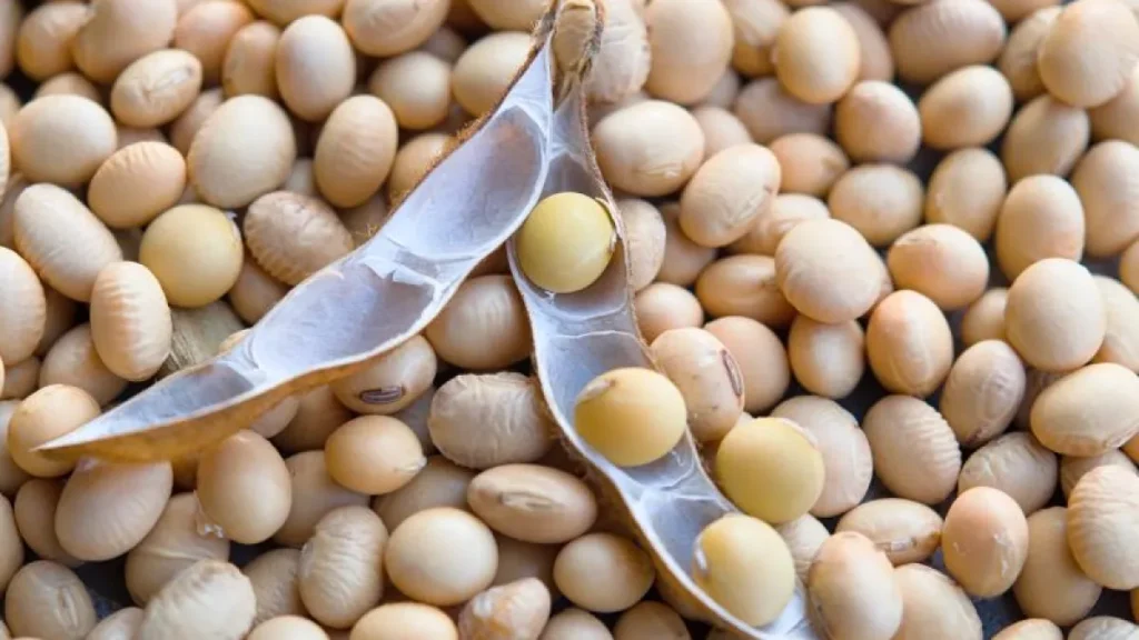 Brazil Soy Prices Jump $3 in Year, While Corn Holds Steady