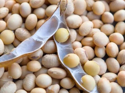 Brazil Soy Prices Jump $3 in Year, While Corn Holds Steady