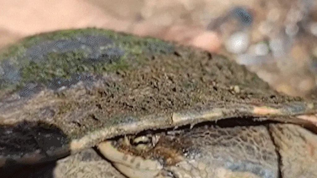 Brazil Turtle Stops Traffic on Major Road; Driver Scales Embankment to Help