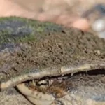 Brazil Turtle Stops Traffic on Major Road; Driver Scales Embankment to Help