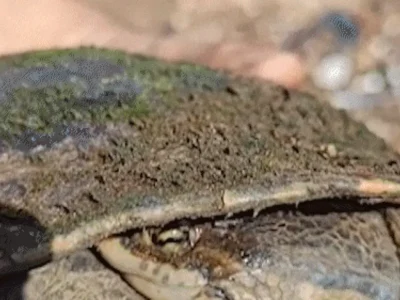 Brazil Turtle Stops Traffic on Major Road; Driver Scales Embankment to Help