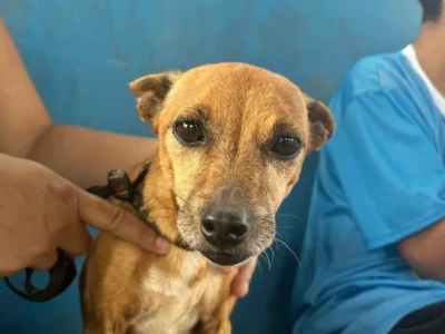 Brazil swaps public vet clinic for private care at city expense